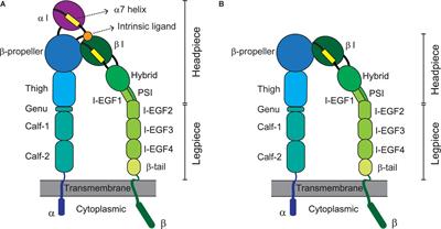 Integrin-Ligand Interactions in Inflammation, Cancer, and Metabolic Disease: Insights Into the Multifaceted Roles of an Emerging Ligand Irisin